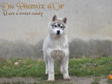 Chiots husky femelles LOF