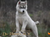 Chiots husky femelles LOF