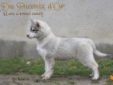 Chiots husky femelles LOF