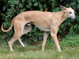Un chien Whippet LOF, âgée de 1 an, à vendre