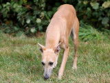 Un chien Whippet LOF, âgée de 1 an, à vendre
