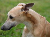 Un chien Whippet LOF, âgée de 1 an, à vendre
