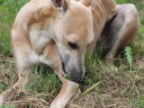 Un chien Whippet LOF, âgée de 1 an, à vendre