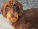 Disponible pour saillie : un chien Teckel Nain LOF