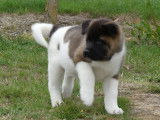 Disponible à la vente : 5 chiots femelles Akita Américains LOF