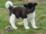 Disponible à la vente : 5 chiots femelles Akita Américains LOF