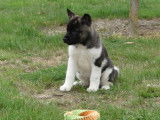 Disponible à la vente : 5 chiots femelles Akita Américains LOF