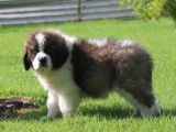 6 chiots Saint Bernards LOF, &agrave; vendre