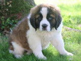 6 chiots Saint Bernards LOF, &agrave; vendre