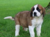 6 chiots Saint Bernards LOF, &agrave; vendre
