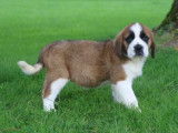 6 chiots Saint Bernards LOF, &agrave; vendre