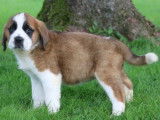 6 chiots Saint Bernards LOF, &agrave; vendre