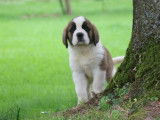 6 chiots Saint Bernards LOF, &agrave; vendre