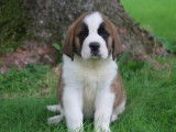 6 chiots Saint Bernards LOF, &agrave; vendre