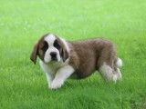 6 chiots Saint Bernards LOF, &agrave; vendre