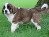 6 chiots Saint Bernards LOF, &agrave; vendre