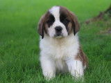 6 chiots Saint Bernards LOF, &agrave; vendre
