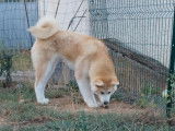 &Agrave; vendre : un chiot femelle Akita Inus LOF, de janvier 2023