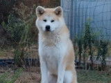 &Agrave; vendre : un chiot femelle Akita Inus LOF, de janvier 2023