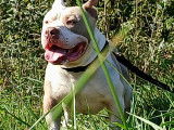 Mâle American Bully disponible pour saillie