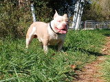 Mâle American Bully disponible pour saillie