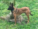 Jeune Malinois de bientôt 3 ans disponible pour saillie