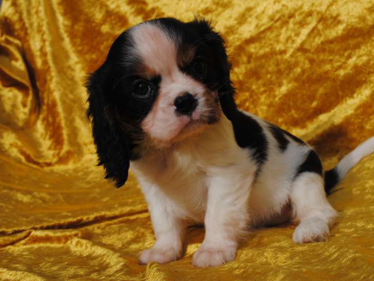 Chiots de race Cavalier King Charles Spaniel à vendre (2 femelles)