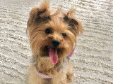 Femelle Yorkshire Terrier disponible pour saillie