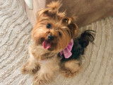 Femelle Yorkshire Terrier disponible pour saillie