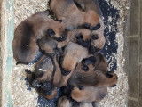 Magnifiques chiots Malinois de pure race à vendre