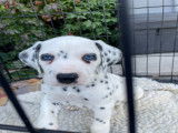 Chiots Dalmatiens à vendre
