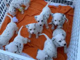 Chiots Dalmatiens à vendre