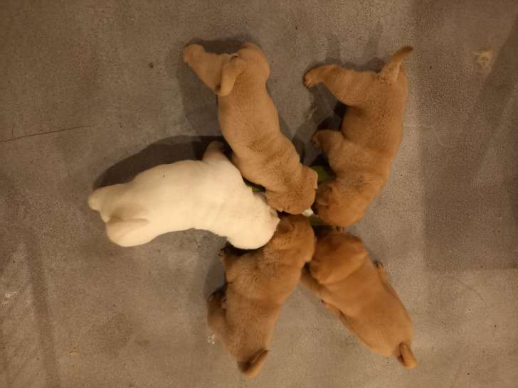 Chiots Chow Chow à vendre
