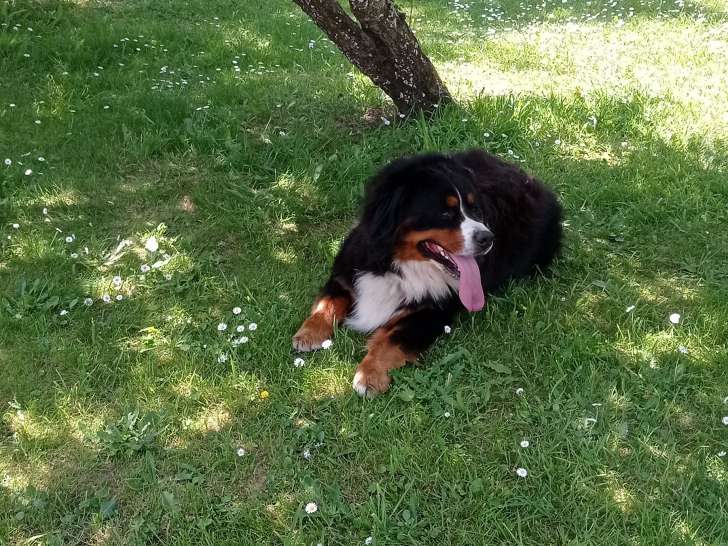 Mâle Bouvier Bernois disponible pour saillie