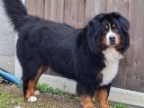 Mâle Bouvier Bernois disponible pour saillie