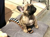 A vendre 1 Adorable BB Bouledogue Français Fauve