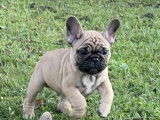 A vendre 1 Adorable BB Bouledogue Français Fauve