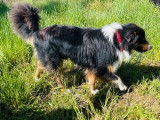 Chien Berger Australien tricolore LOF disponible pour saillie