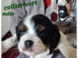 Trois chiots Cavaliers King Charles LOF à réserver