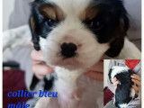 Trois chiots Cavaliers King Charles LOF à réserver