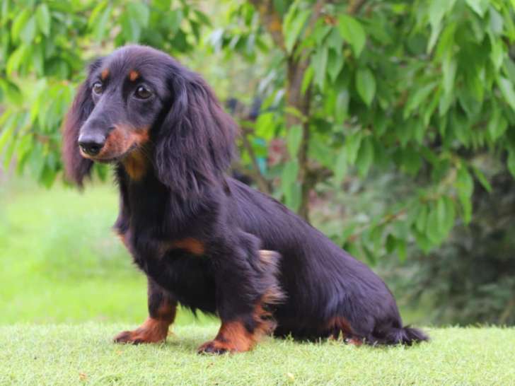 1 chiot teckel Nain kaninchen poils long