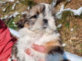 Des chiots Shih Tzu LOF disponibles à l'achat