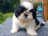 Des chiots Shih Tzu LOF disponibles à l'achat