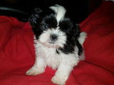 Des chiots Shih Tzu LOF disponibles à l'achat