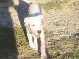 Chiot femelle Dogue Argentin LOF blanche à vendre