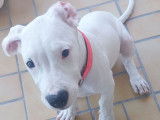 Chiot femelle Dogue Argentin LOF blanche à vendre