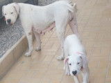 Chiot femelle Dogue Argentin LOF blanche à vendre