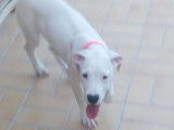 Chiot femelle Dogue Argentin LOF blanche à vendre