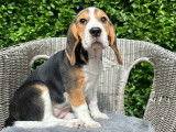 Des chiots Beagles à réserver