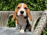 Des chiots Beagles à réserver